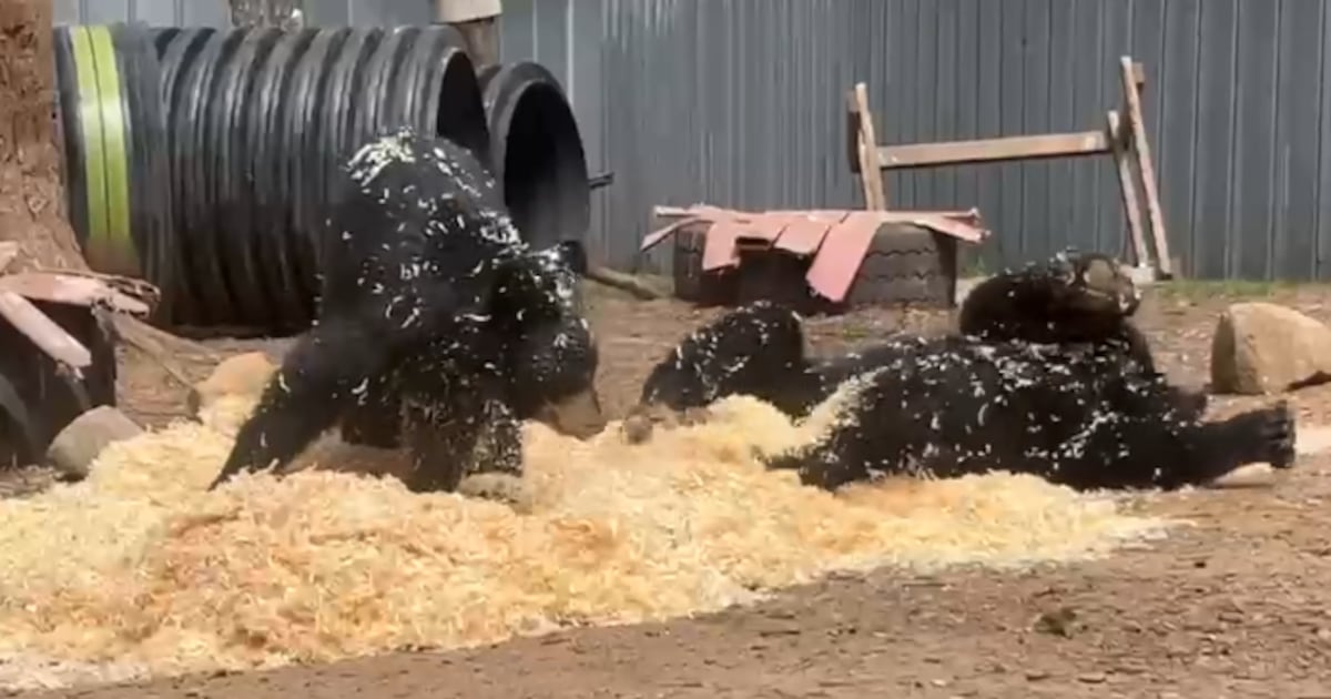 Muskoka Black Bears Delight in Wood Shaving Pile