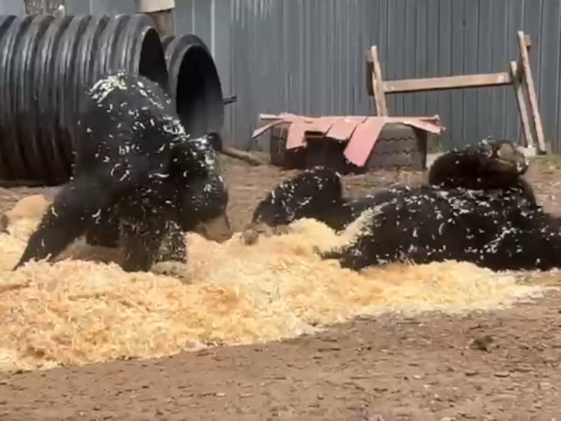 WATCH: These Muskoka black bears can’t get enough of their pile of wood shavings