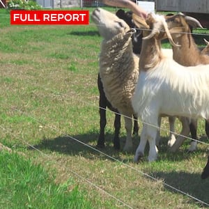 Farm in Hudson, Que. on the hook for more than $20K after allegedly fraudulent order