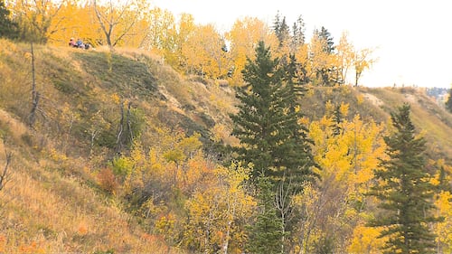 Fall colours in Calgary, as seen on Oct. 2, 2026