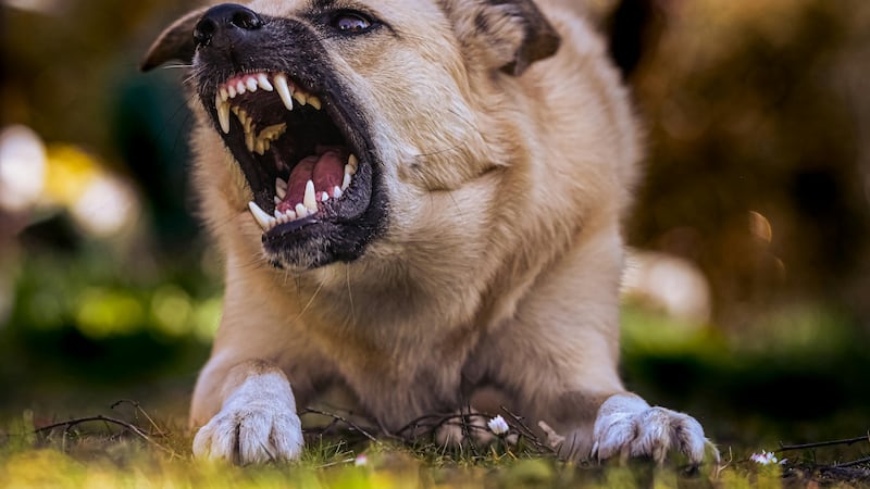 Number of aggressive dogs in Montreal rising