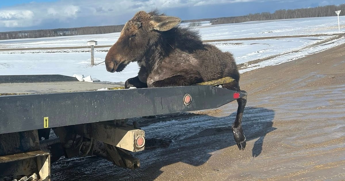 Moose stuck in ice rescued by Saskatchewan towing company