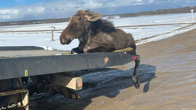 IN PICTURES: Saskatchewan towing company rescues moose from ice