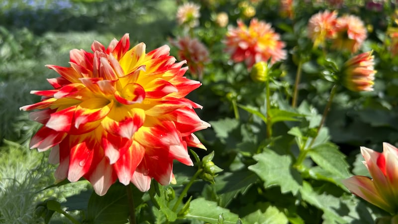 Be-leaf it: conservatory opens annual plant sale