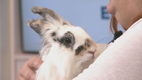 Animal rescue urges caution before gifting a bunny for Easter