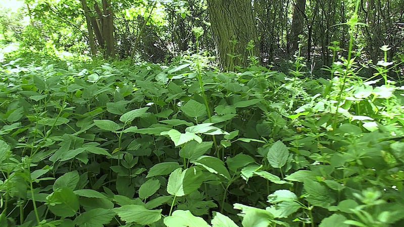 Escaped garden plants choking London’s Environmentally Significant Areas, should invasive species require warning labels?
