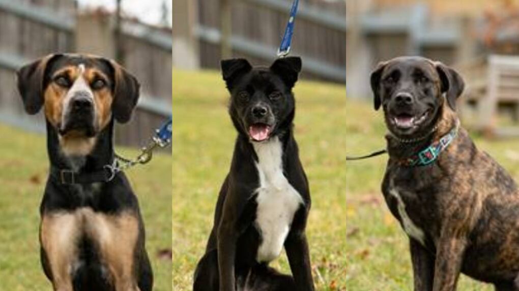 Toronto Protection Dogs Six dogs used to train Toronto-area police officers up for adoption