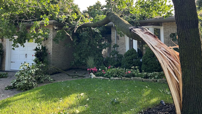 Kitchener couple call insurance process unfair after tree falls on garage