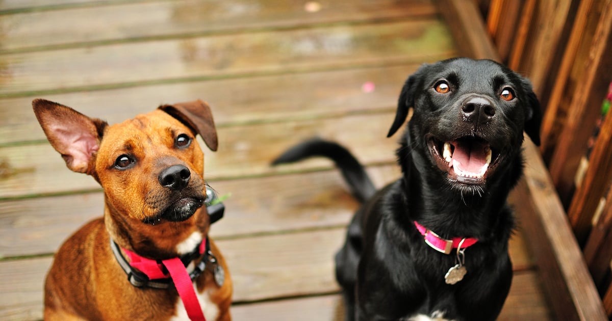 Dogs can distinguish between emotions in a human face, study shows