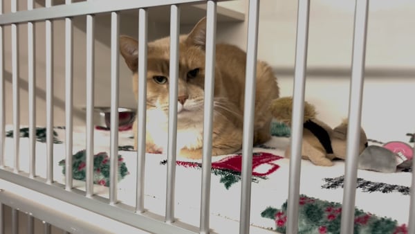 N.B. SPCA responded to more than 4K complaints, fewer animal seizures in 2025