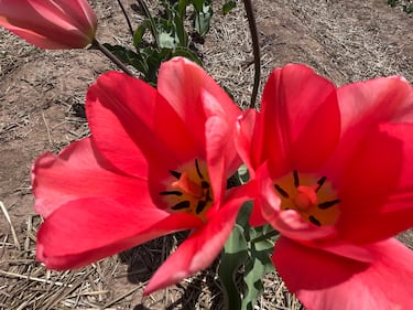 Tulips are seen at RiverBreeze Farms in Upper Onslow, N.S. (CTV/Jonathan MacInnis)