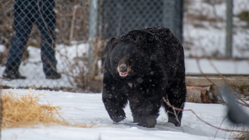 Genie the bear wakes up at Montreal's Ecomuseum Zoo