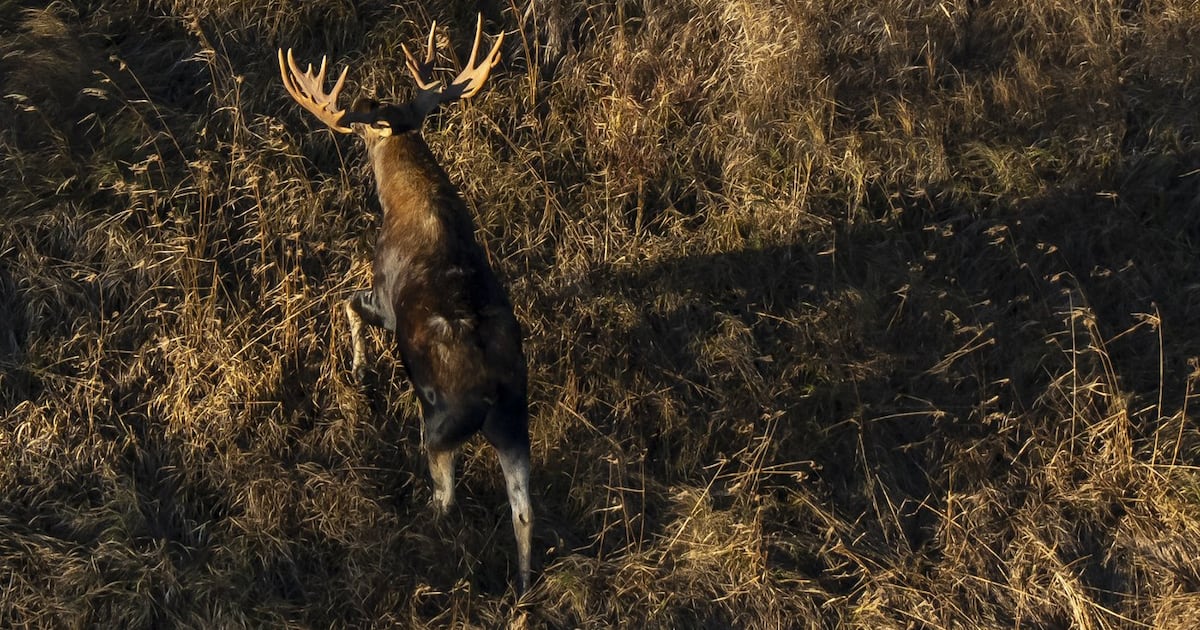 Kinew urges Bloodvein First Nation to reconsider turning moose hunters away - CTV News