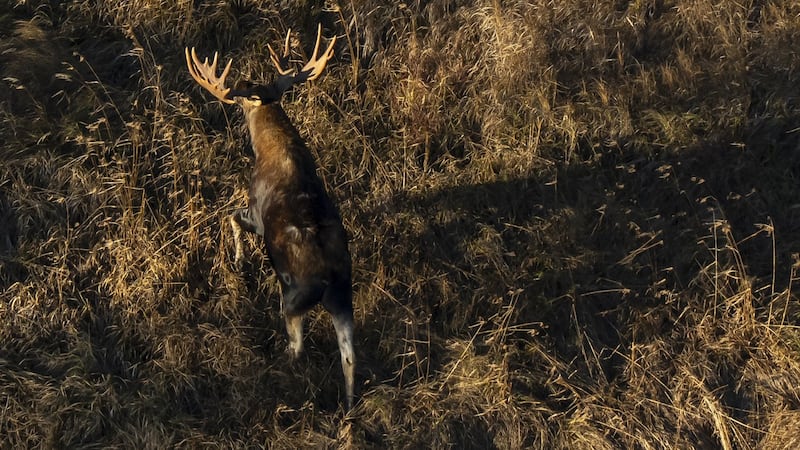 Kinew urges Bloodvein First Nation to reconsider turning moose hunters away