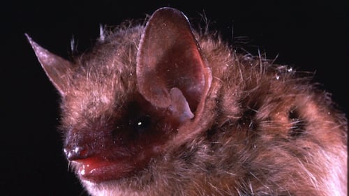 Bat in Burlington tests positive for rabies, local health unit says