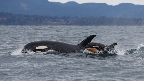 Most of B.C.’s marine mammals are flourishing, so why aren’t orcas?