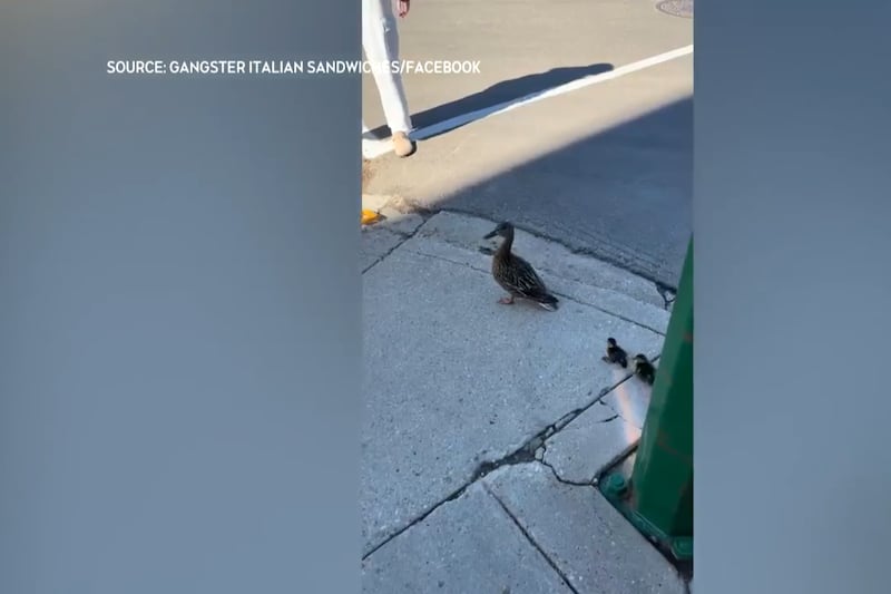 Mother duck reunited with ducklings after downtown Saskatoon storm sewer rescue