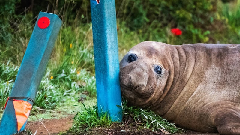 Neil, the 1,000-kg terror, wreaks havoc on Tasmanian town -- and is loved for it