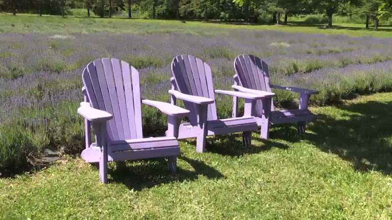 Purple Hill Lavender Farm in Creemore celebrating 10 years