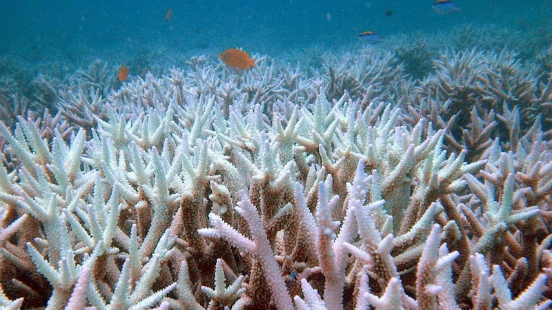 Coral bleaching occurring too frequently for reefs to recover, scientists say