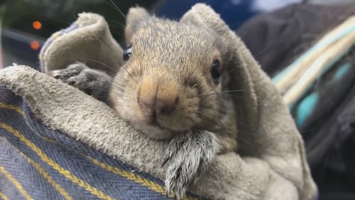 ‘It was like a portal to another dimension full of squirrels’: B.C. woman’s unexpected discovery leads to meaningful reunion