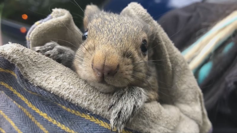 ‘It was like a portal to another dimension full of squirrels’: B.C. woman’s unexpected discovery leads to meaningful reunion