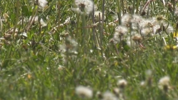 Experts offer tips to manage seasonal allergies