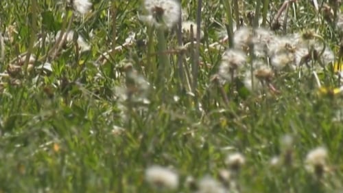 Experts offer tips to manage seasonal allergies