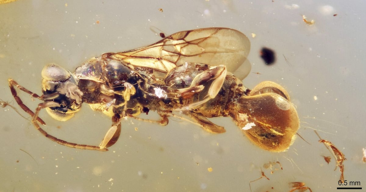Discovery Insects New scientific discovery: Ancient insect found in amber