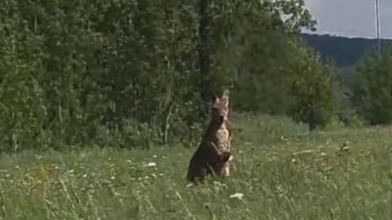 Kangaroo on the loose on Montreal’s South Shore