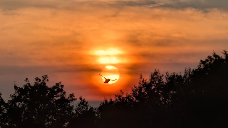 Severe thunderstorm watch in effect with heat, humidity this week
