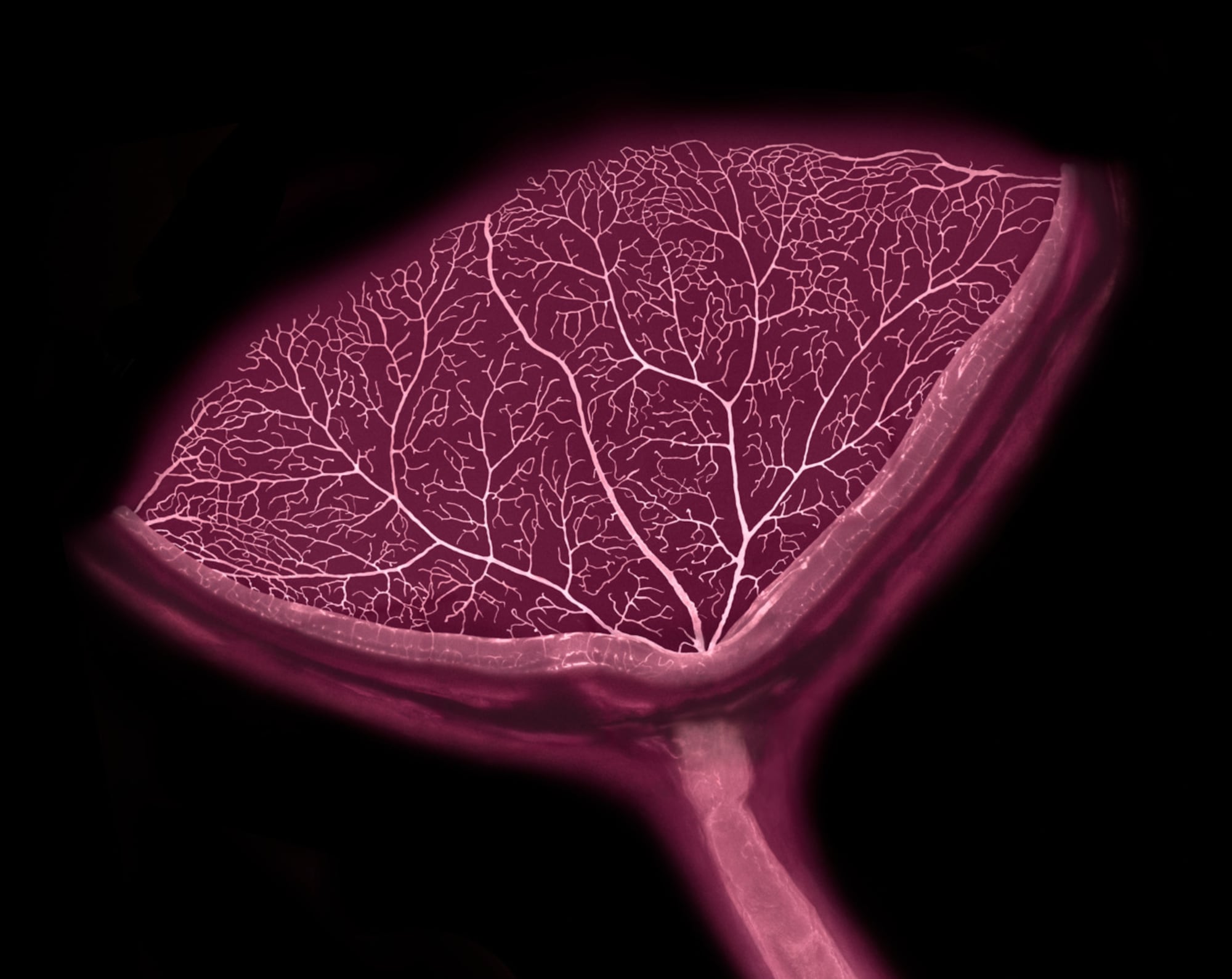 Large Intesting Tissue The winners of the 2026 Nikon Small World Photomicrography Competition ...