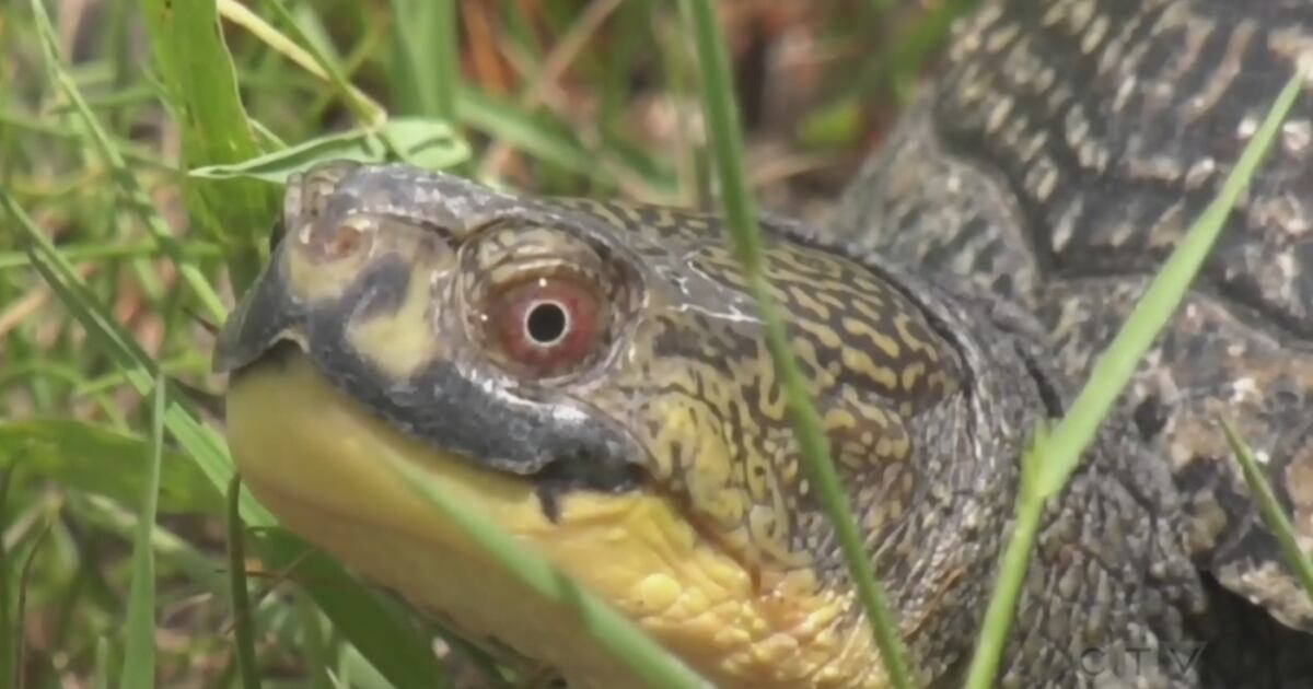 October Turtle Nesting season proves dangerous for turtles