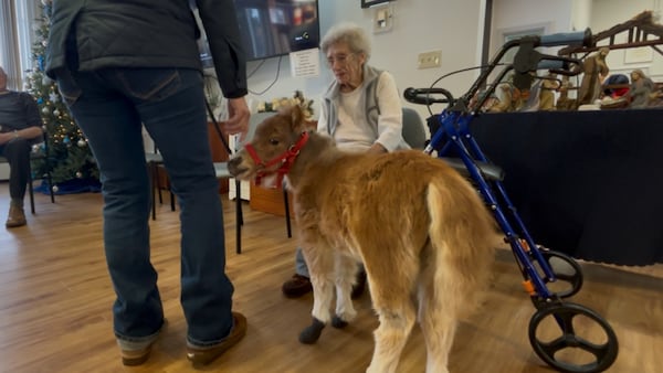 Recovered after dog mauling, mini horse tries out new life as a therapy animal