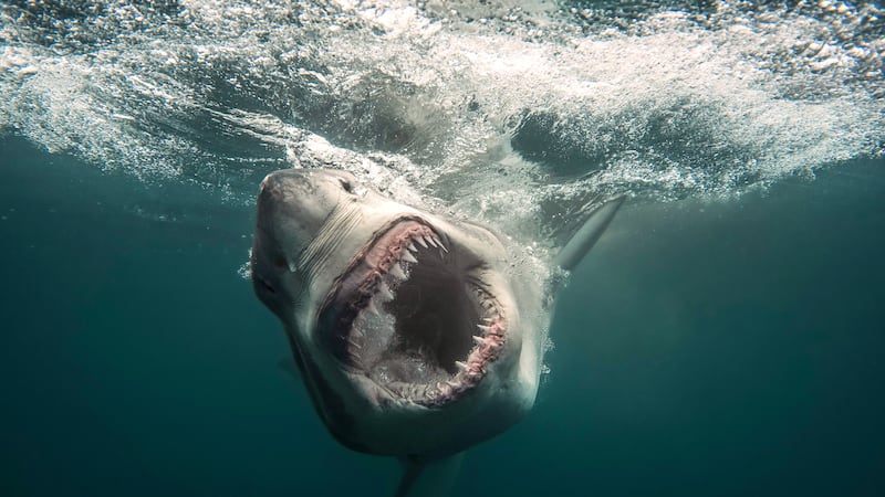 Documentary explores woman’s close encounter with shark in Nova Scotia