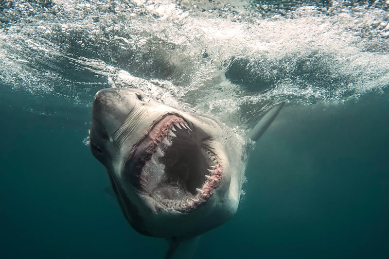 Documentary explores woman’s close encounter with shark in Nova Scotia