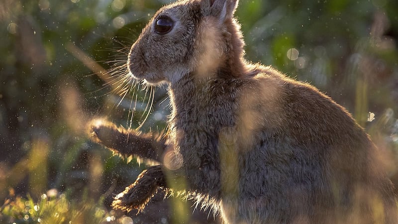 Judge sentences Alberta man to eight years in 'inconceivable' rabbit killings