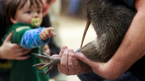 A citizen campaign returns iconic kiwi birds to New Zealand's capital after a century-long absence