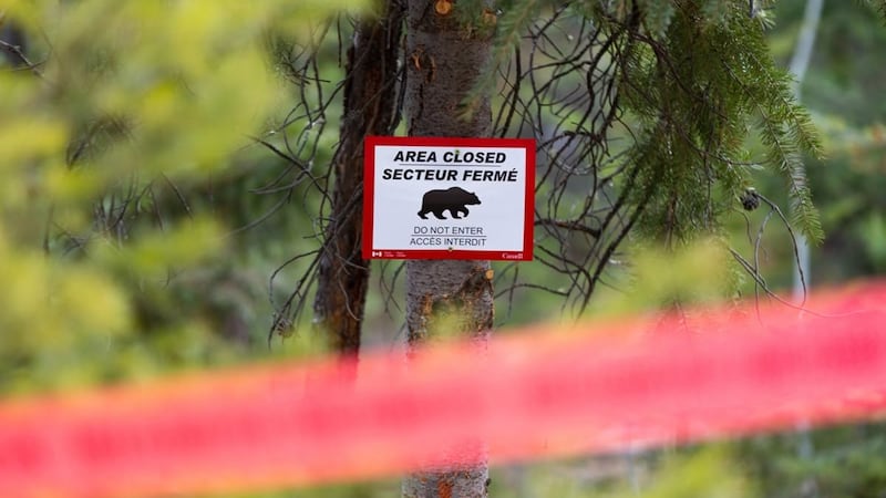 Grizzly bear bites hiker in Jasper National Park, prompting trail closure