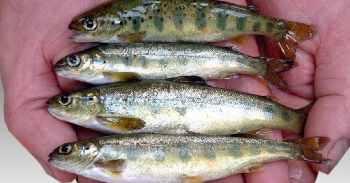Fish farm giant Mowi suing former fisheries ministers for Discovery ...