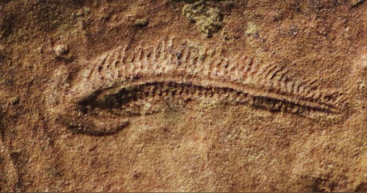 This worm-like ancient creature may be the oldest right-handed animal