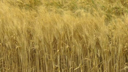 ‘About three weeks behind’: Sask. farmers race to catch up on harvest after weeks of rain