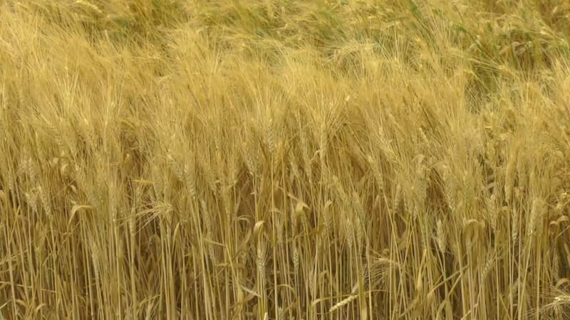 Sask. harvest off to slow start due to cooler temperatures