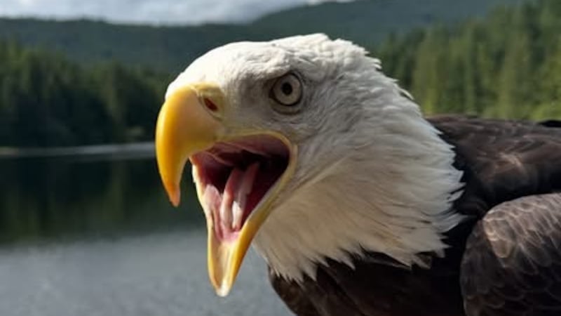 Beloved B.C. eagle Hercules found safe