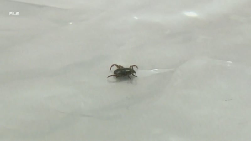Highest rates of Lyme disease occurring in Ottawa’s west end, health unit says