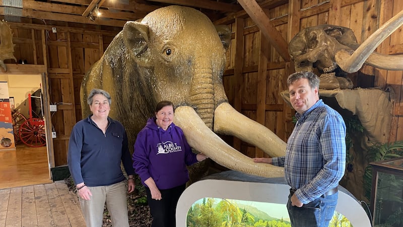 ‘We think moose are big?’ Massive mastodon finds home in New Brunswick