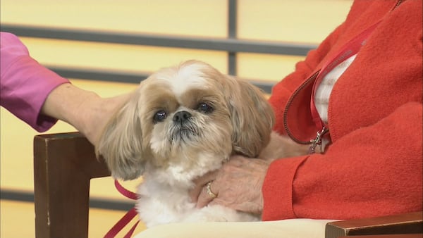 ElderDog Canada helps seniors and their pets live better lives and find new homes