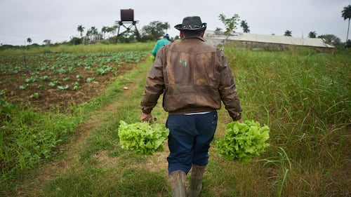 Acting U.S. FDA chief urges confidence in lettuce as agency updates produce safety guidance