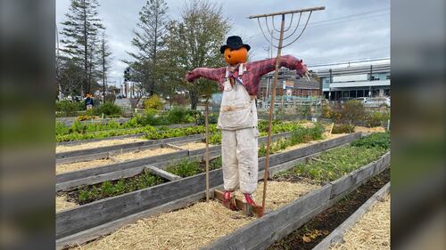 A scarecrow is pictured at the Common Roots Urban Farm in Halifax, N.S., during the annual Harvest Hootenanny Nov. 1, 2025. (Vanessa Wright / CTV Atlantic)