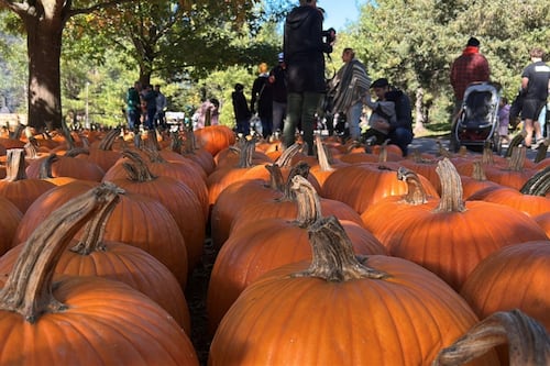 ‘Get them early’: Ottawa farmer says rainy summer could mean pumpkin shortage